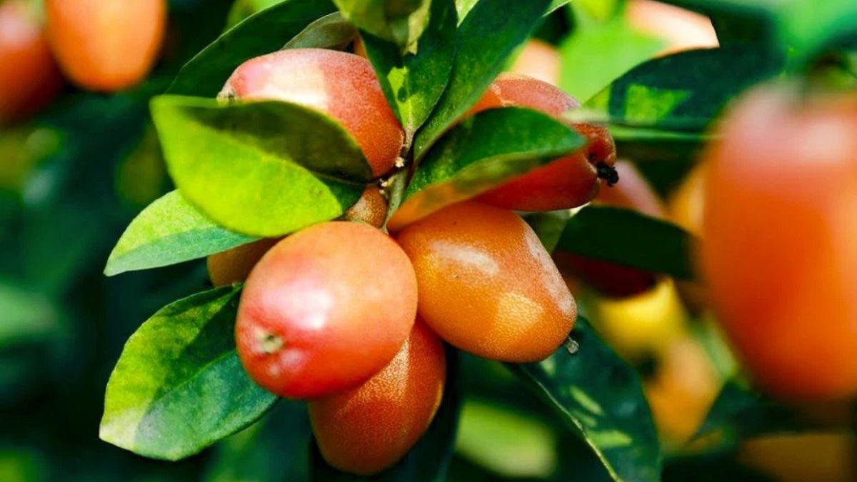 Nhót mang ý nghĩa là lấy mất