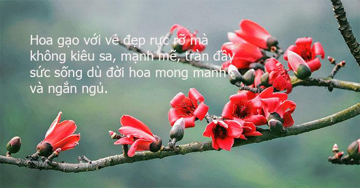 Hoa gạo